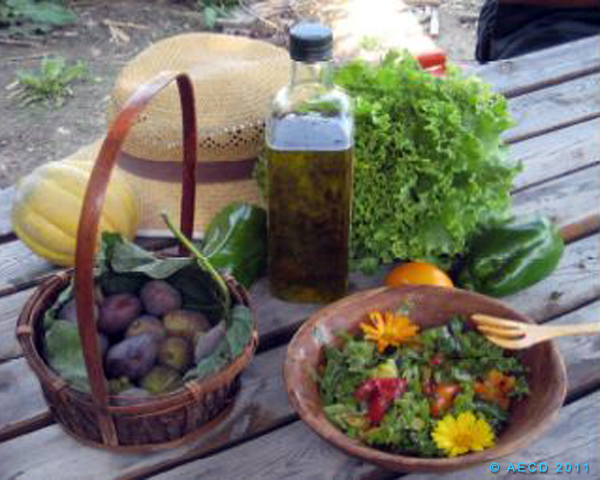 Read more about the article Le jardin des coquelicots